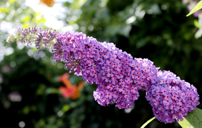 Lovely Shrubs That Bloom All Year Butterfly Bush (Buddleia)