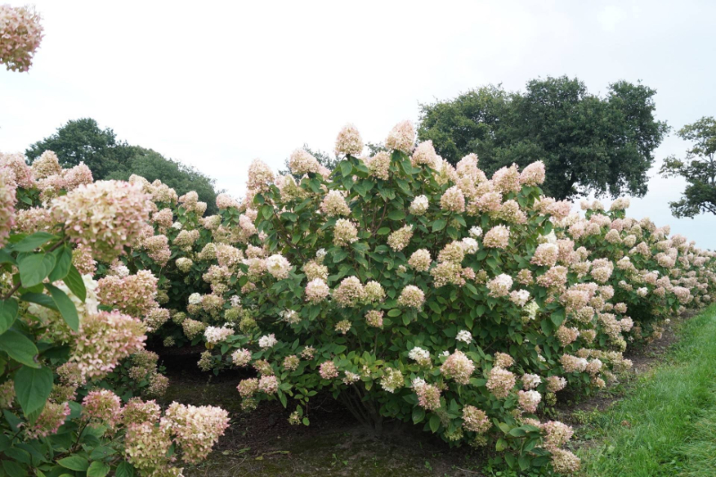 Lovely Shrubs That Bloom All Year Limelight Hydrangea (Hydrangea paniculata)