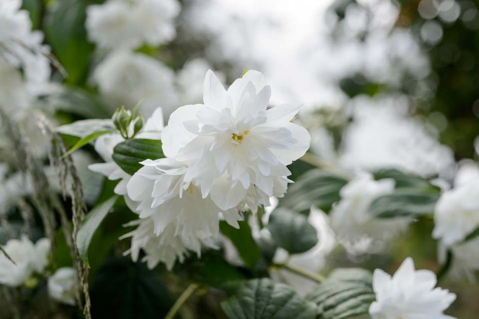 Lovely Shrubs That Bloom All Year Mock-orange (Philadelphus)