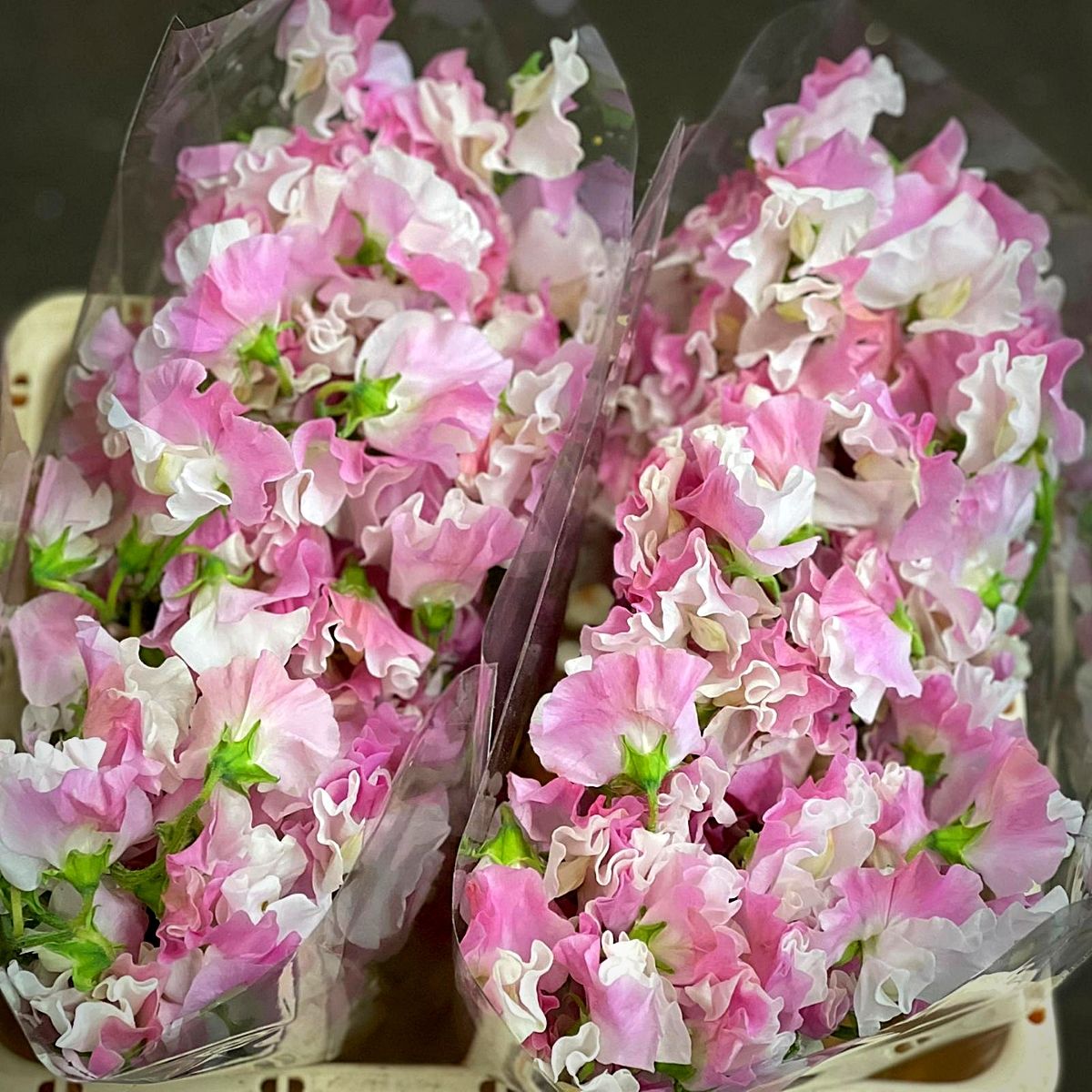 Japanese Flowers - Peter van Delft Weekly #51- Lathyrus Baby Pink