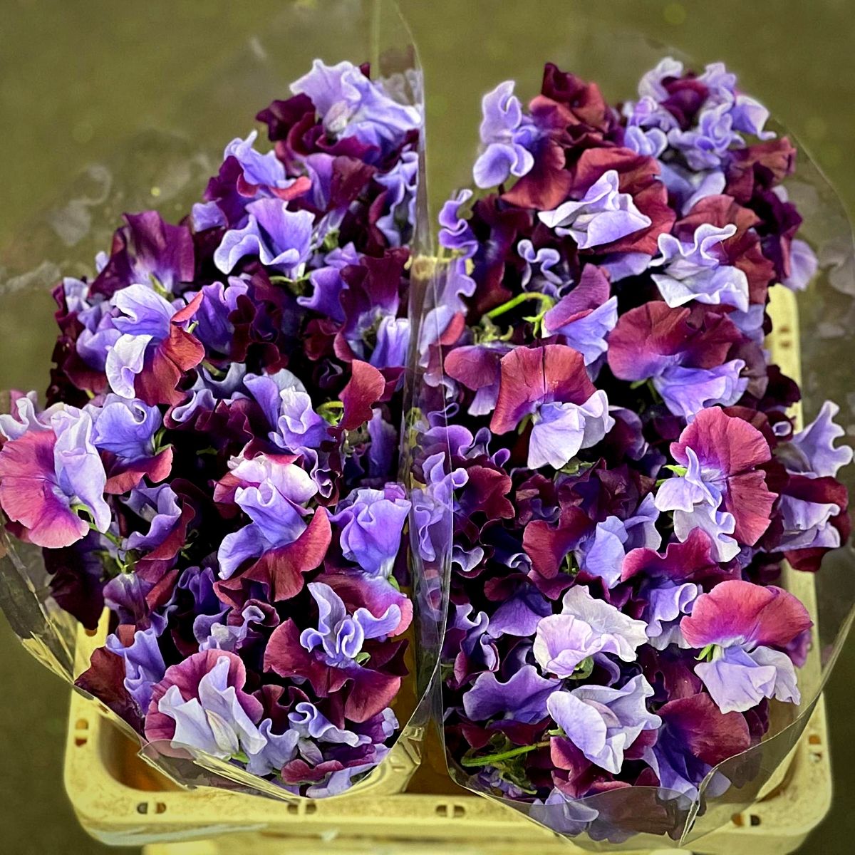 Japanese Flowers - Peter van Delft Weekly #51- Lathyrus Black_blue