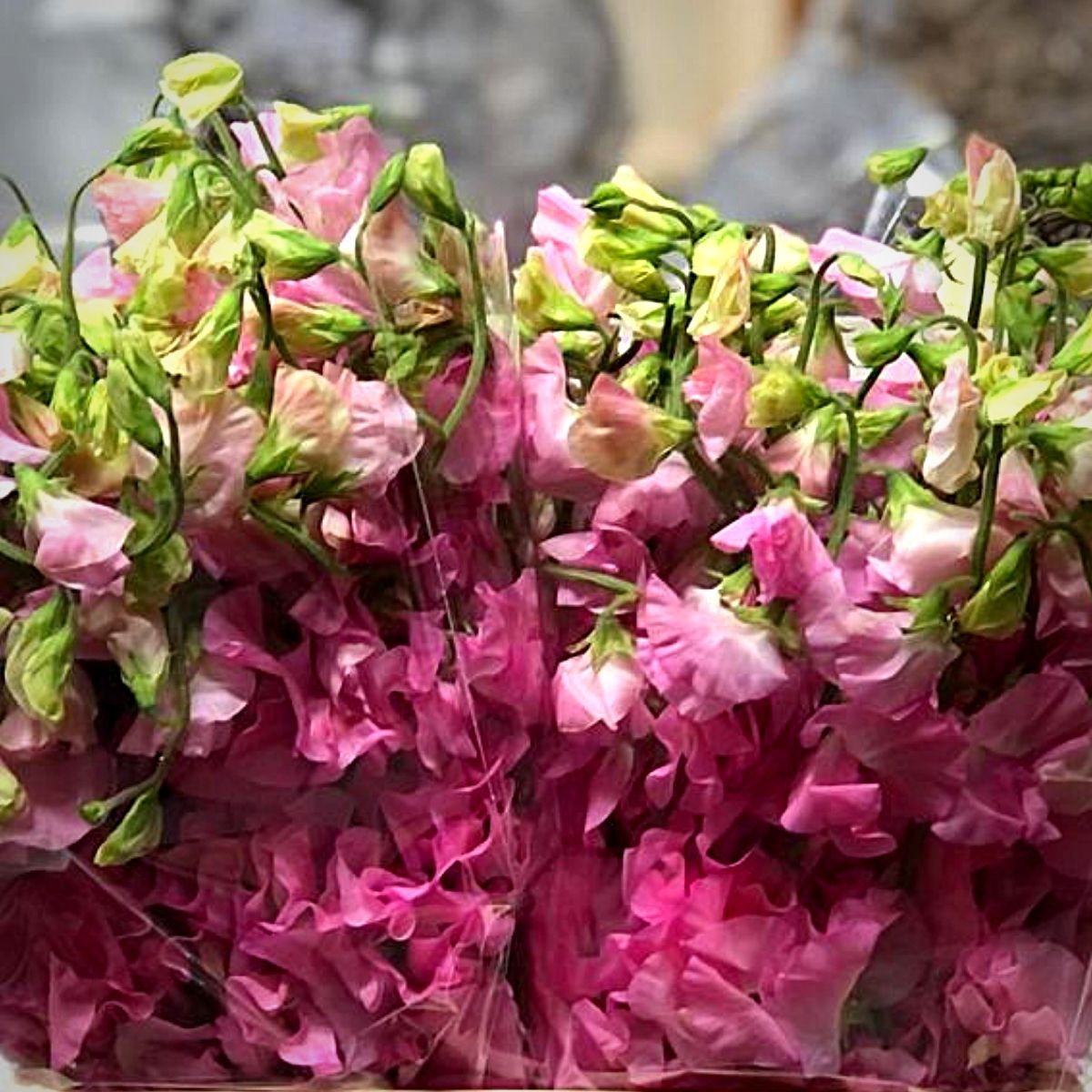 Japanese Flowers - Peter van Delft Weekly #51- Lathyrus Bright Pink