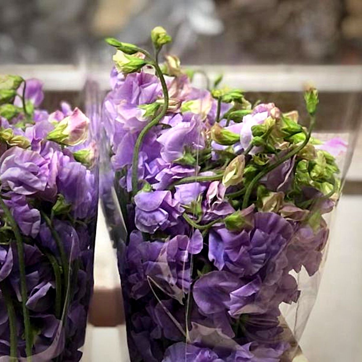 Japanese Flowers - Peter van Delft Weekly #51- Lathyrus Lavender