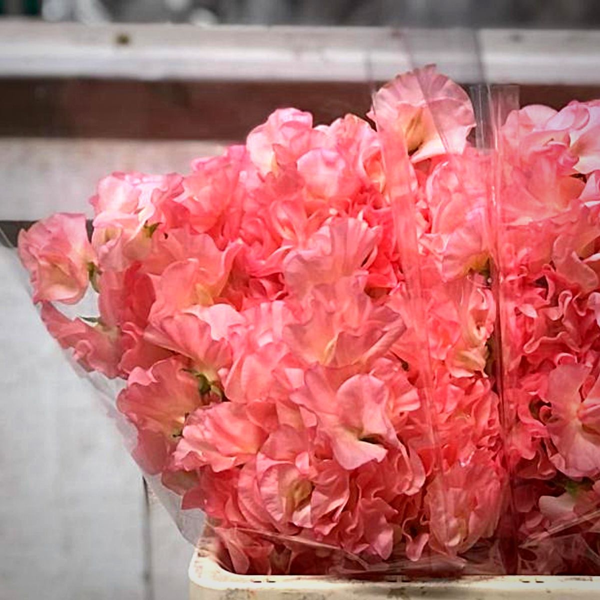 Japanese Flowers - Peter van Delft Weekly #51- Lathyrus Pink