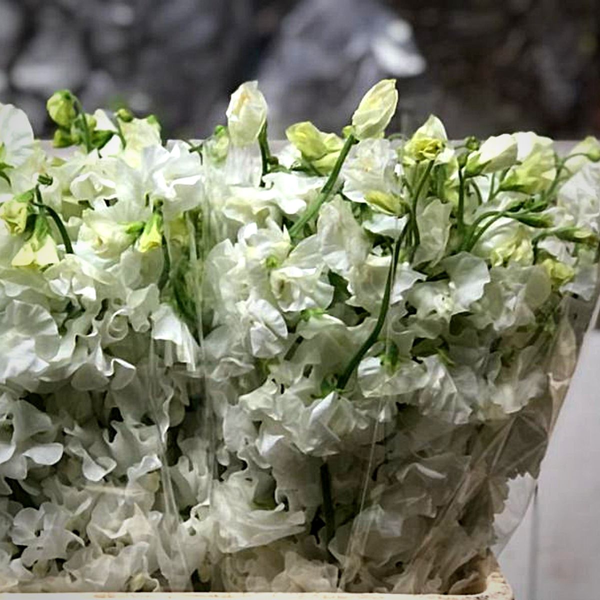Japanese Flowers - Peter van Delft Weekly #51- Lathyrus White