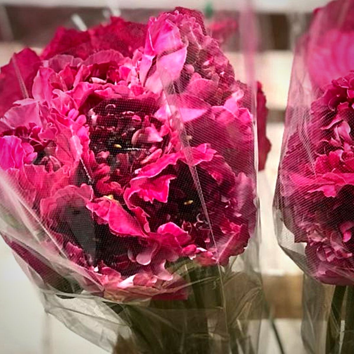 Japanese Flowers - Peter van Delft Weekly #51- Charlotte Pink