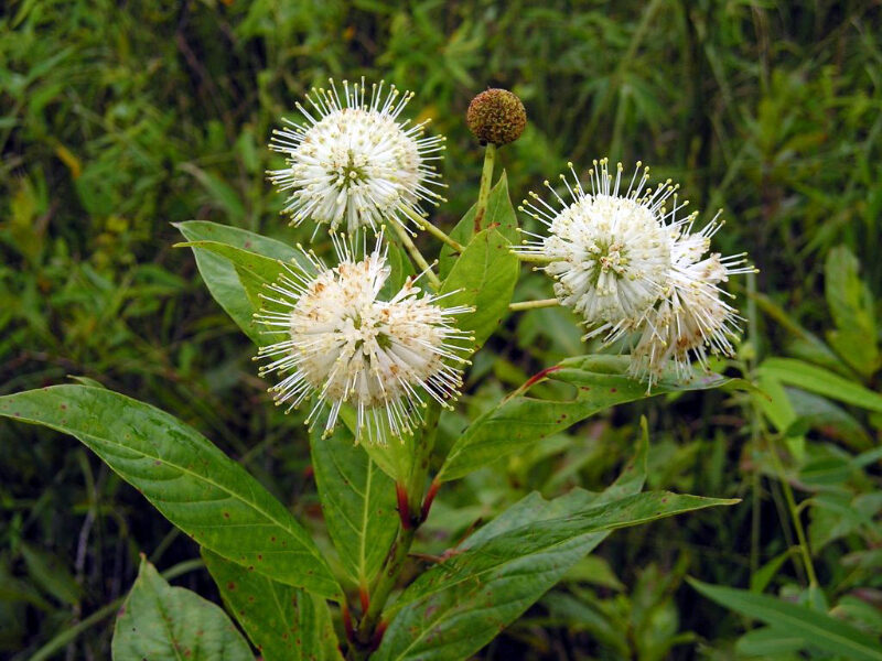 Lovely Shrubs That Bloom All Year Buttonbush (Cephalanthus occidentalis)