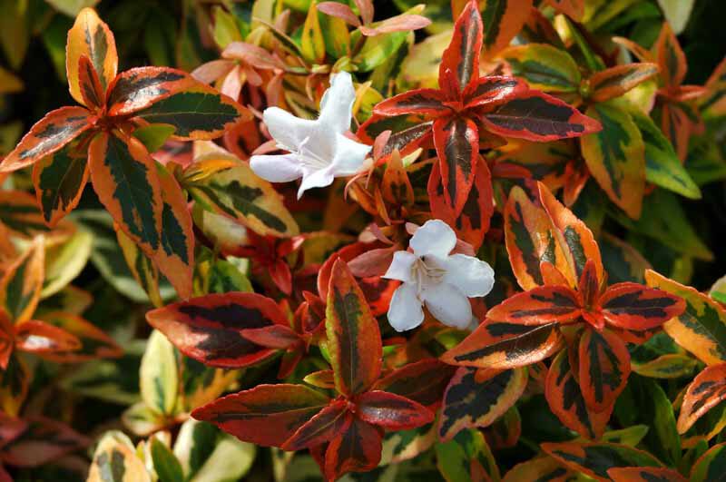 Lovely Shrubs That Bloom All Year Kaleidoscope Abelia (Abelia x grandiflora)