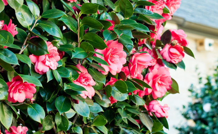 Lovely Shrubs That Bloom All Year Camellia (Camellia japonica)