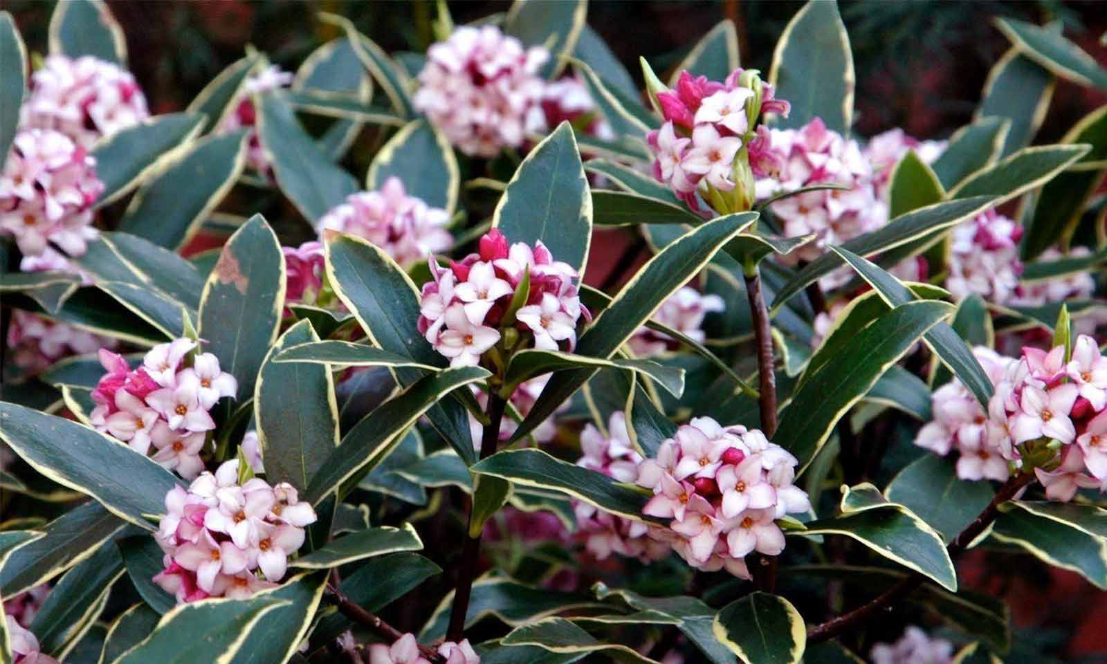 Lovely Shrubs That Bloom All Year Daphne Odora (Aureomarginata)