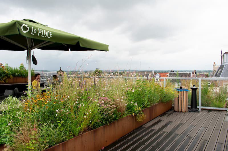 A Way For Nature in the Built Environment - roof garden - on Thursd