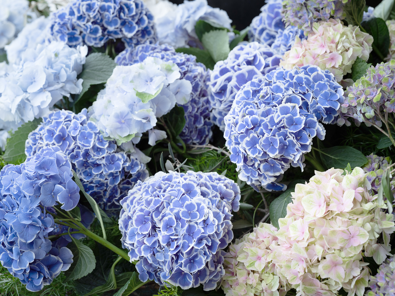 Hydrangea, Your Go-to Flower for a Bold and Striking Design - blue white hydrangea cloud 4 - sarah richardson - blog on thursd - Photographer Casey Orr