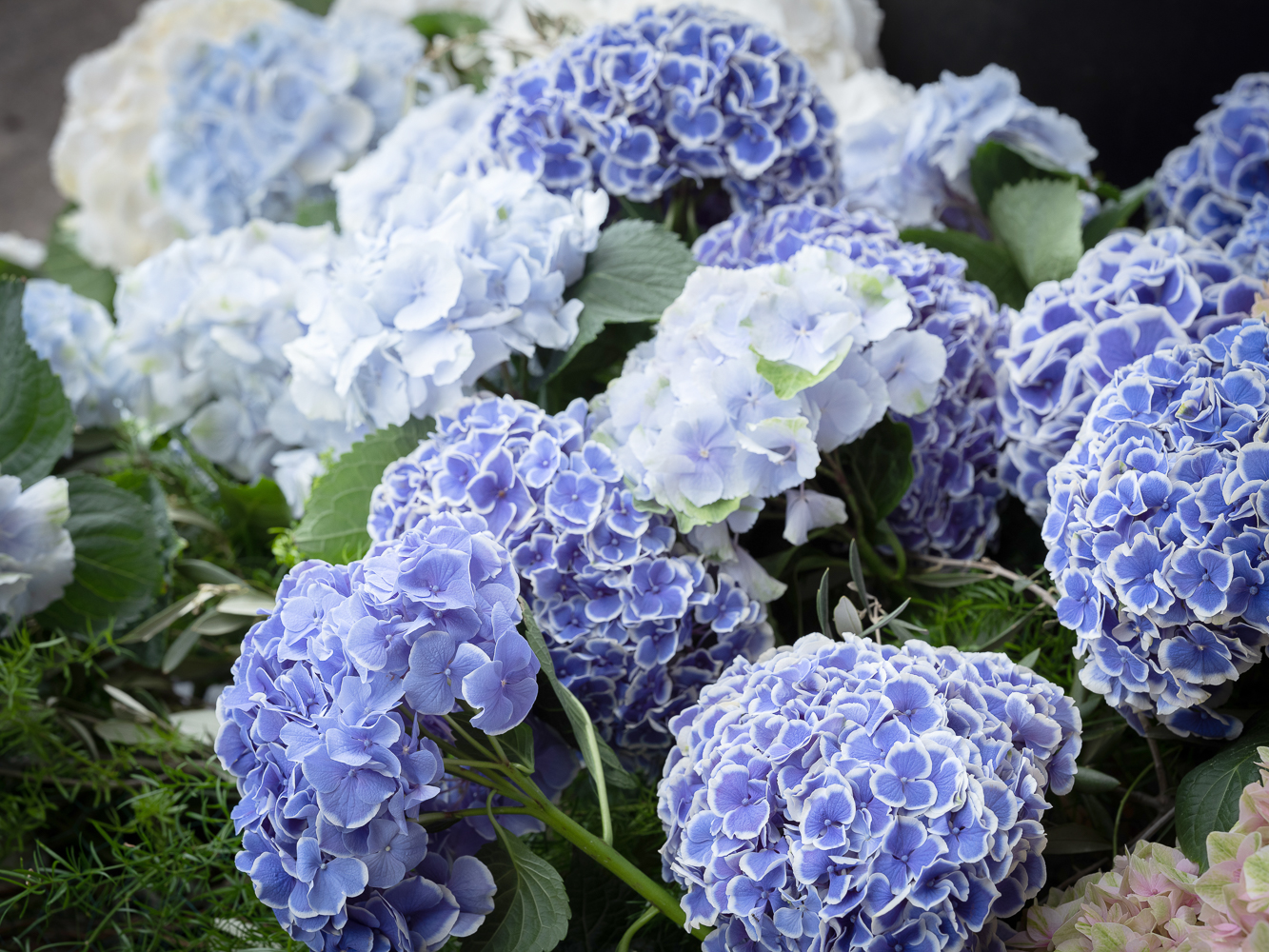 Hydrangea, Your Go-to Flower for a Bold and Striking Design - hydrangeaworld blue and white - sarah richardson - blog on thursd - Photographer Casey Orr