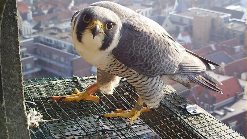 A Peregrine Falcon - Moss Amsterdam Article on Thursd