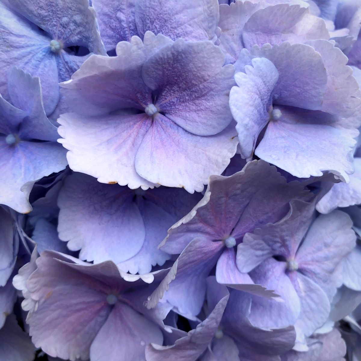 The Versatility of the Hydrangea - Blog on Thursd by Sarah Richardson from Leafy Couture (6)