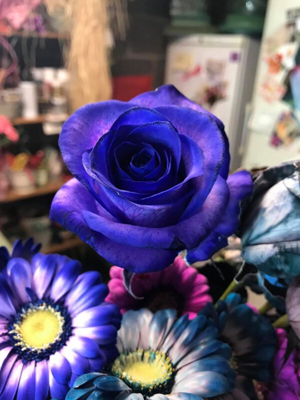 Blue rose - the hypnotic range - the flower lab on how to dye flowers on Thursd