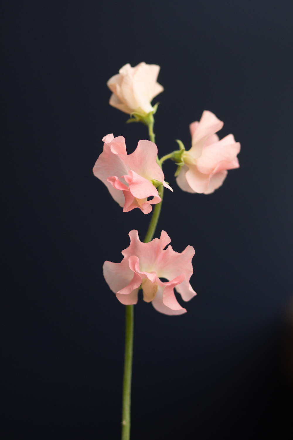 A Floral Shoot With Colorful Lathyrus002