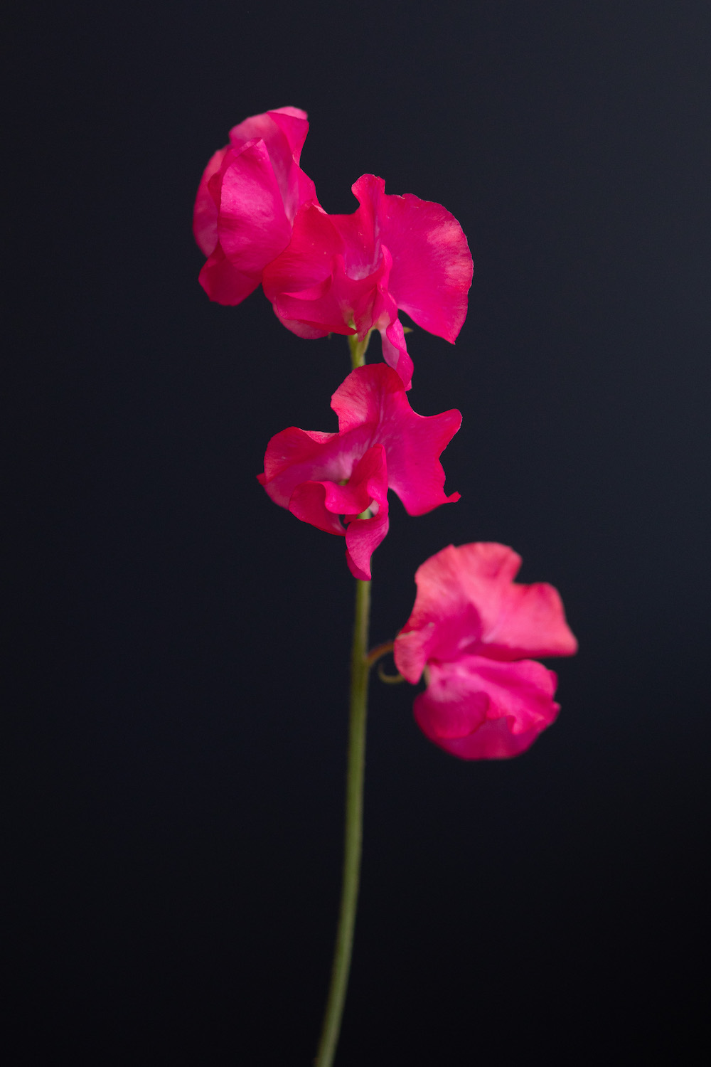 A Floral Shoot With Colorful Lathyrus003