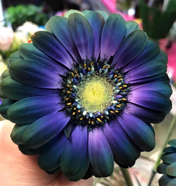Blue gerbera - hynotic dyed flower range - the flower lab - how to dye your own flowers on Thursd