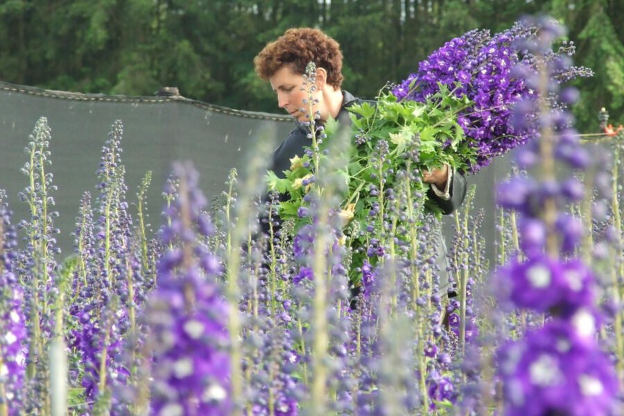 Amazing Delphiniums from Westendorp Dorien Westendorp on Thursd