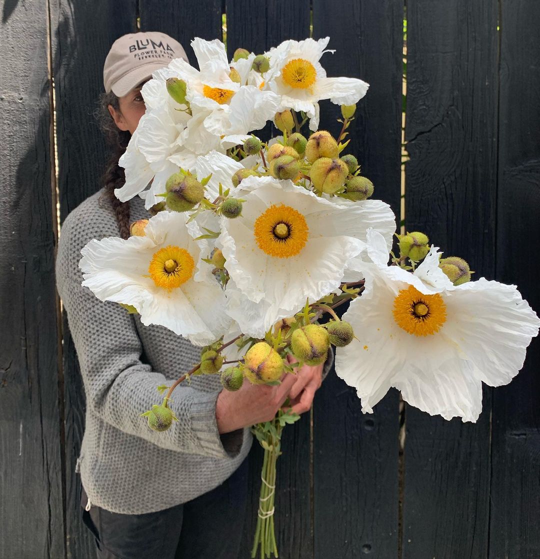 La Musa de las Flores Interviews Joanna Letz - la musa de las flores blog on thursd -poppies of bluma farm