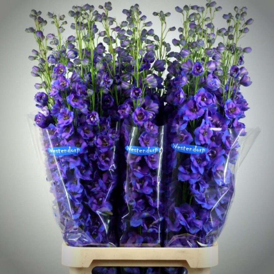 Amazing Delphiniums from Westendorp - On Thursd - Featured