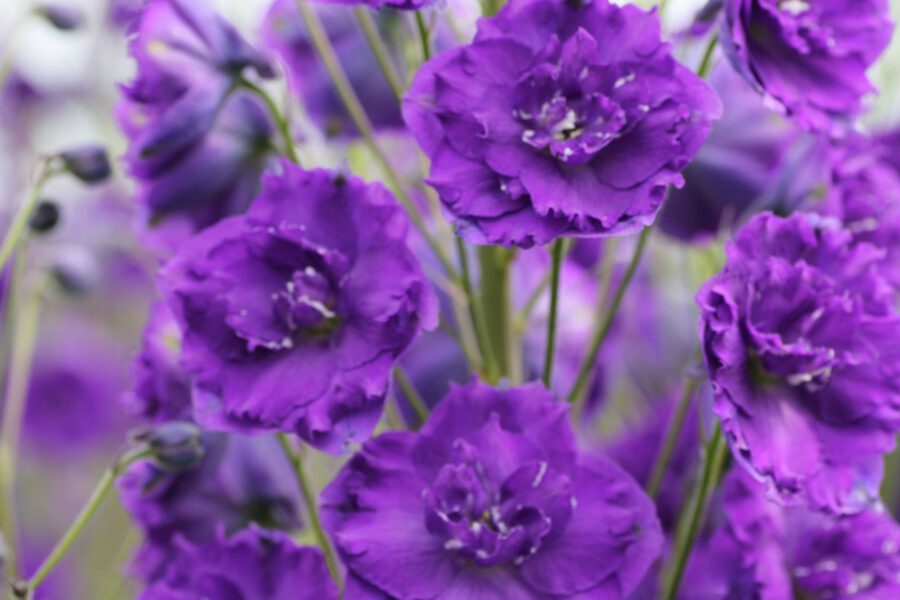 Amazing Delphiniums from Westendorp - Delphinium Kissi® Dark Purple - on Thursd.