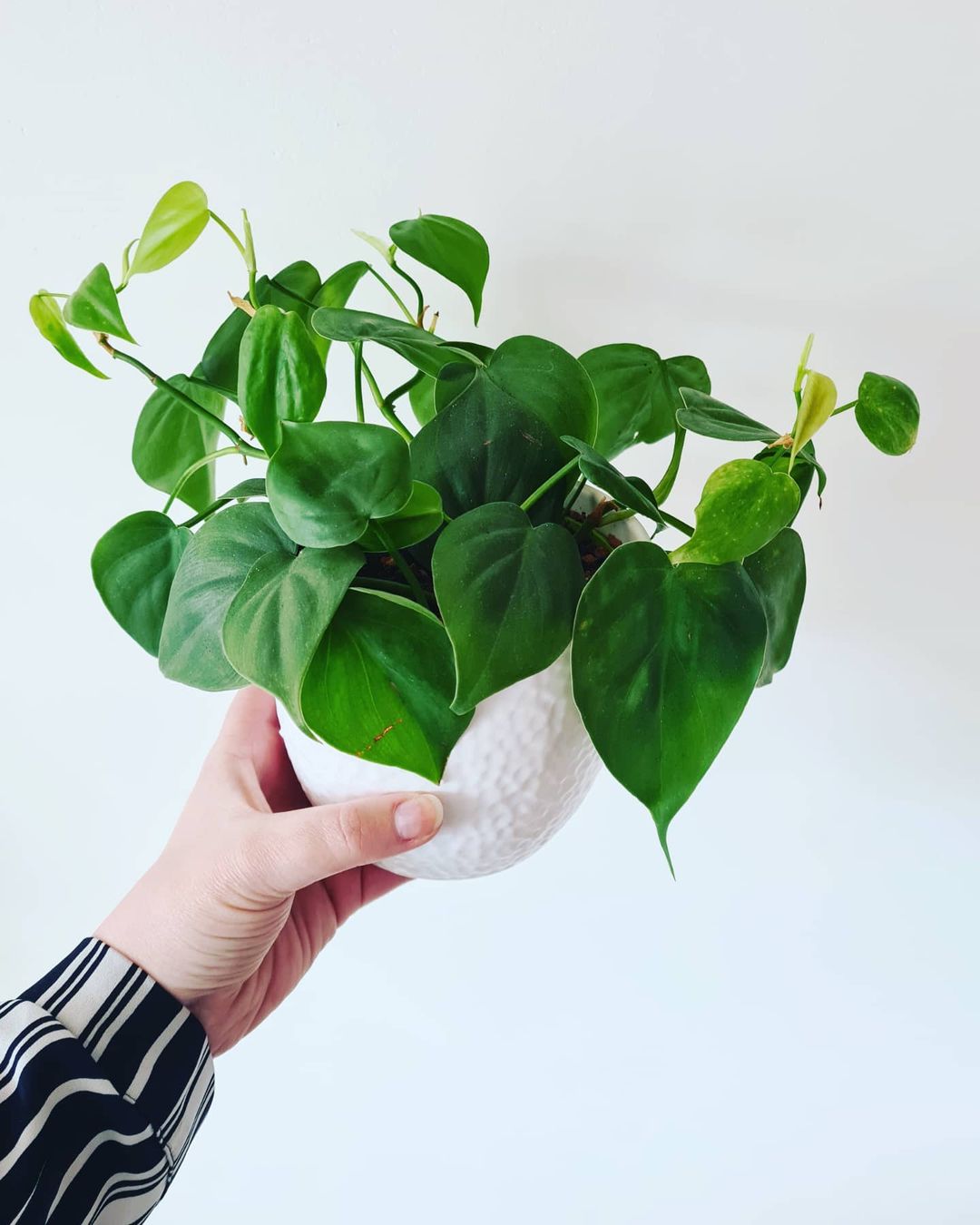 Top Six Indoor Plants to Decorate Your Student Apartment With008