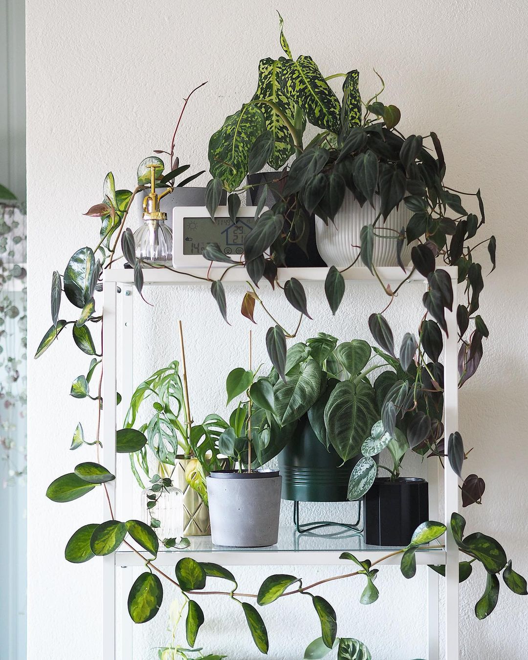 Top Six Indoor Plants to Decorate Your Student Apartment With009