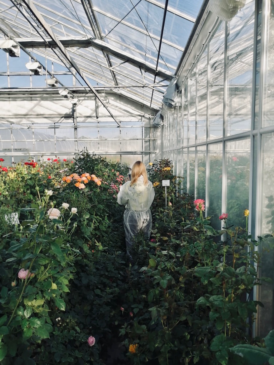 World’s most beautiful Roses in Amstelveen greenhouse of De Ruiter