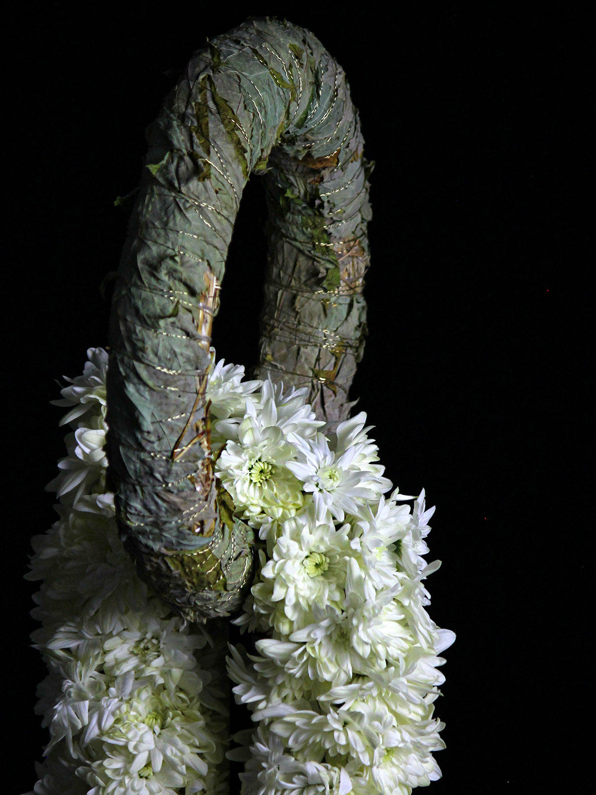 The Rediscovery of Chrysanthemum Pina Colada White 22