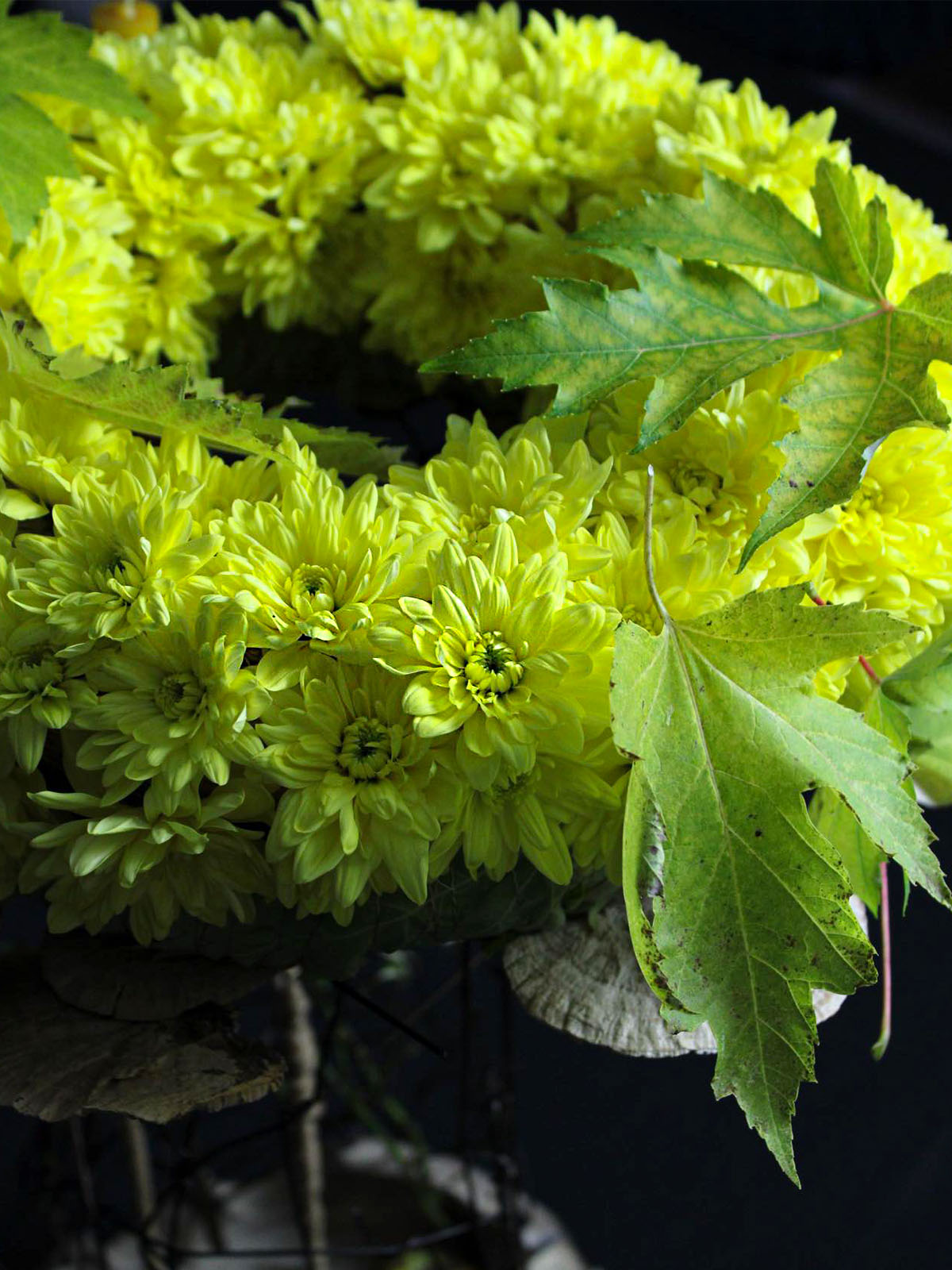The Rediscovery of Chrysanthemum Pina Colada Yellow 01