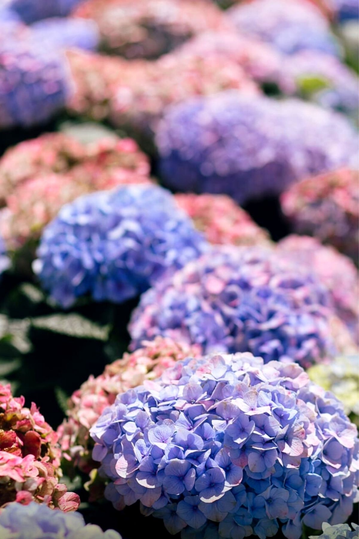 Did You  Know These Facts About Colombian Lepidium and Hydrangea - Blog on Thursd (10)