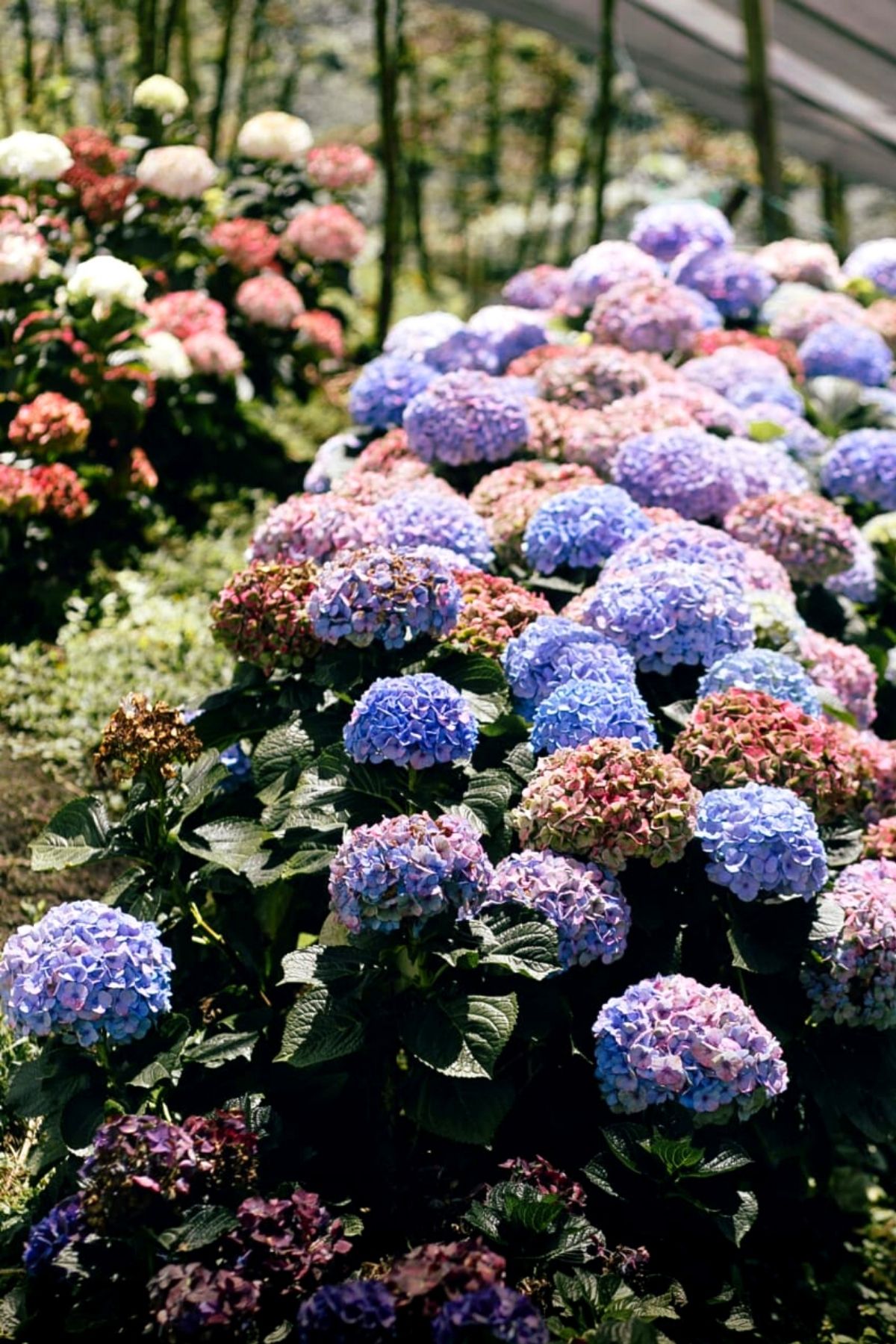 Did You  Know These Facts About Colombian Lepidium and Hydrangea - Blog on Thursd (8)