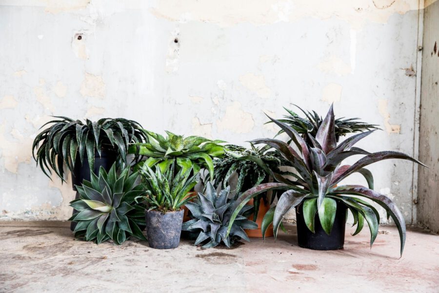 Mangave, the Next Must-Have Plant - Collection Close - On Thursd. Header