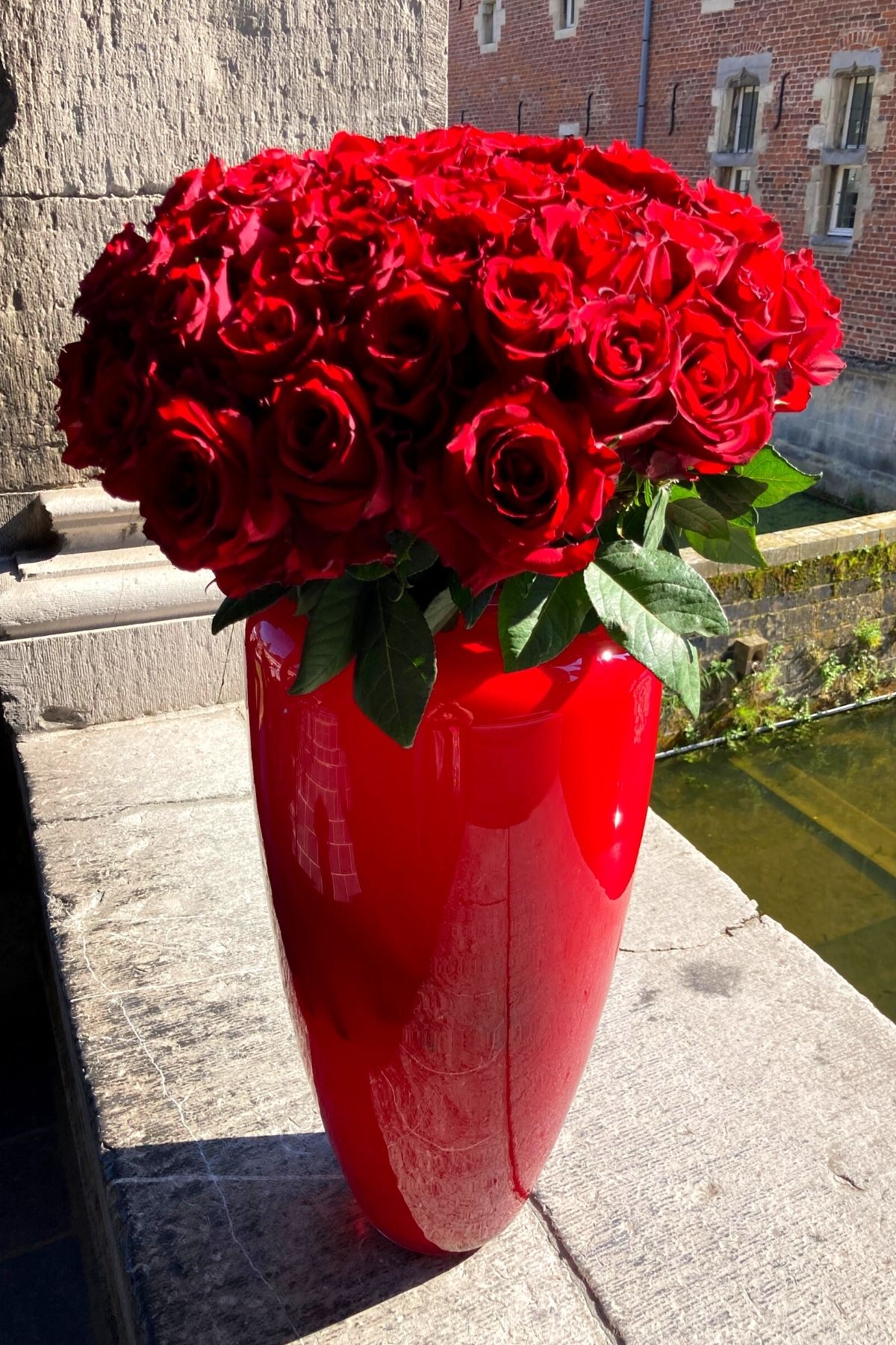 Perfect Petals of Ever Red Roses - Blog on Thursd (10)
