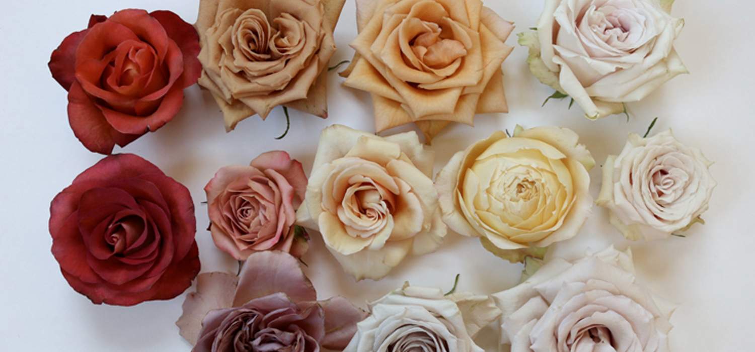 the-brown-rose-color-study-header
