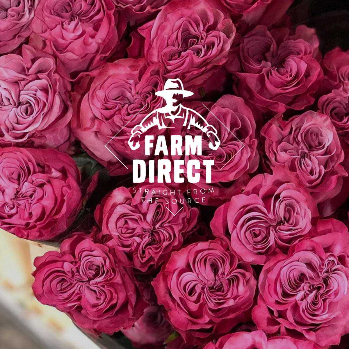 new-rose-by-farm-direct-featured