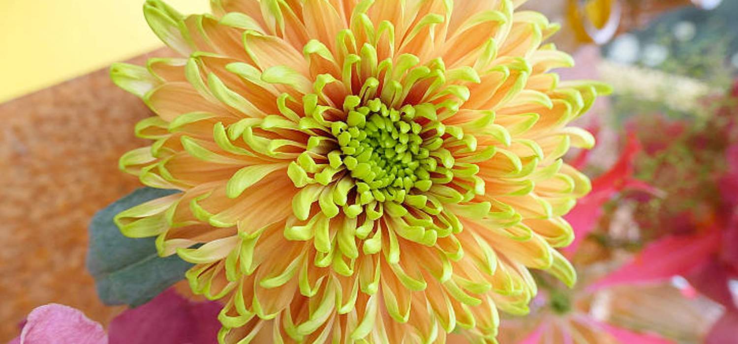new-chrysanthemum-by-deliflor-header