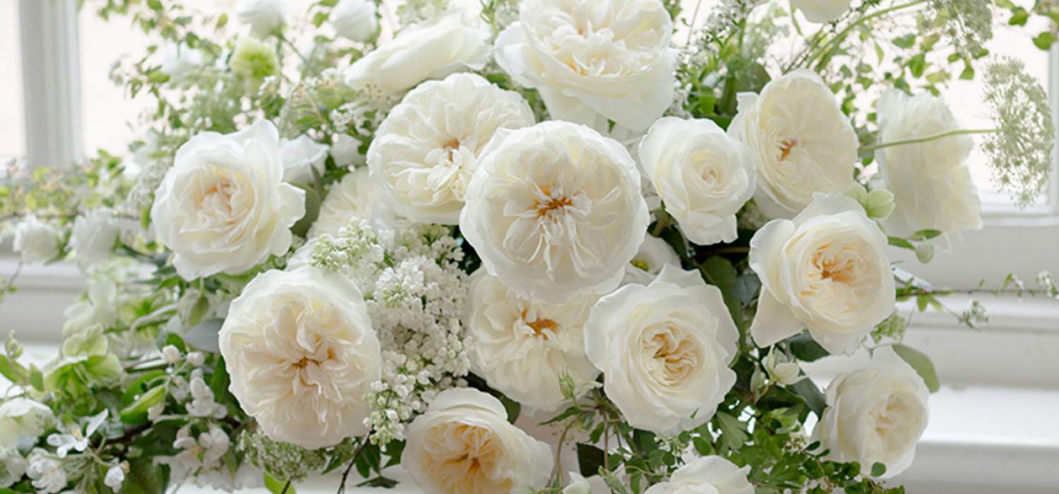 alexandra-farms-three-new-roses-by-david-austin-header