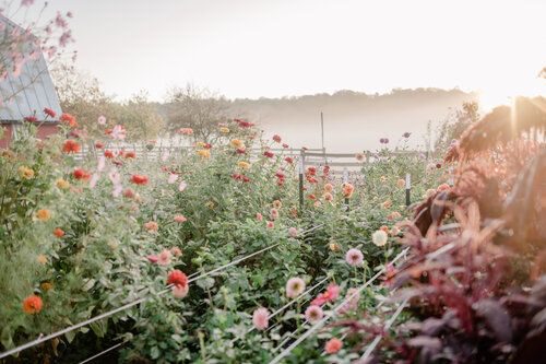 Summer Flower Installations with Holly Heider Chapple - Hope Flower Farm field - on thursd