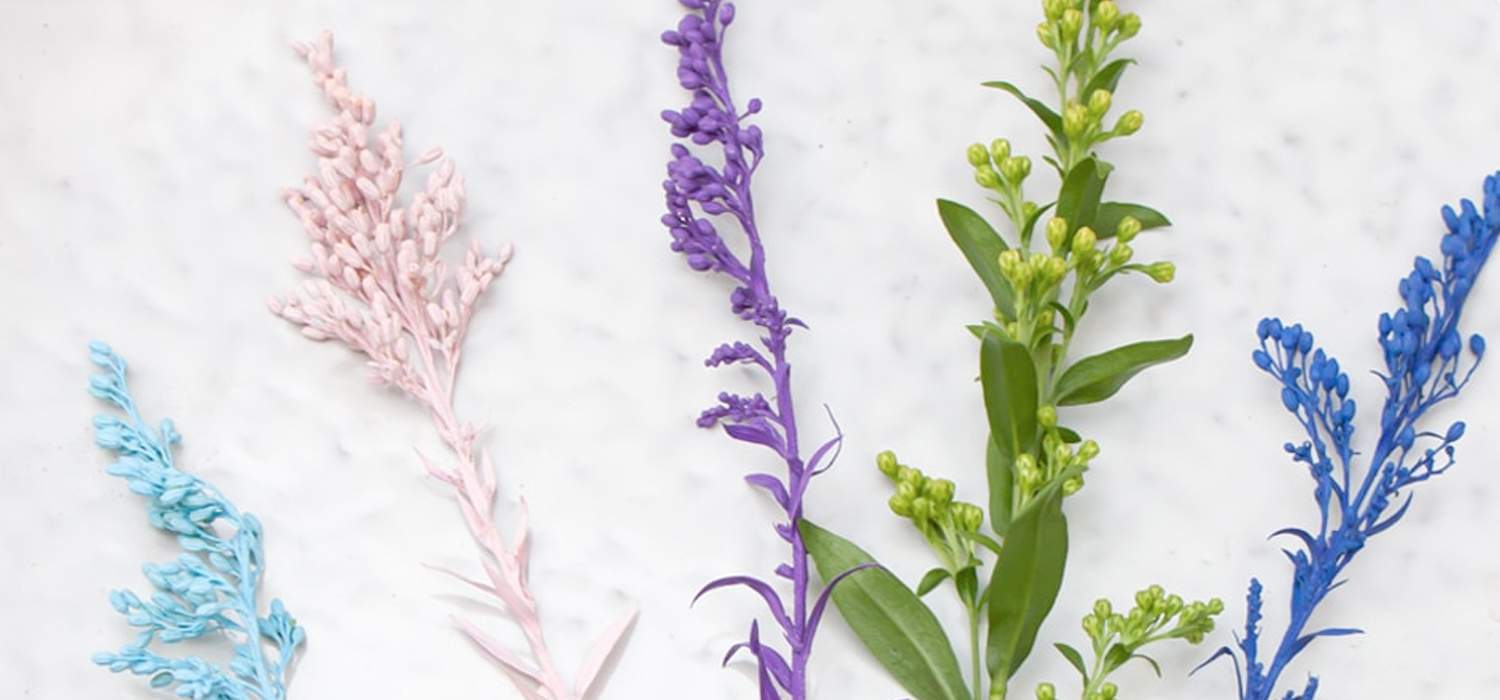 painted-solidago-product-by-holex-header