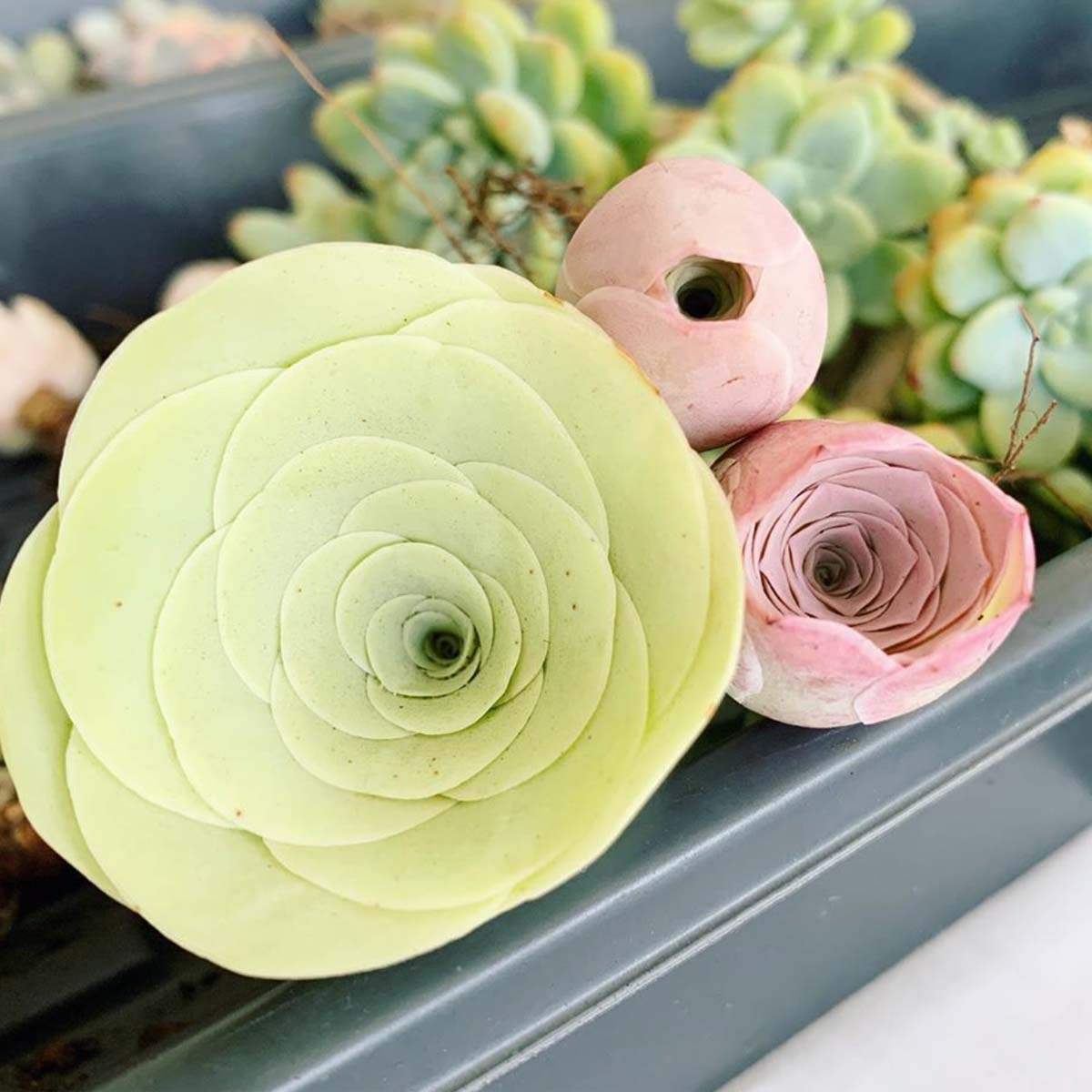 succulents-that-look-like-tiny-blossoming-roses-featured