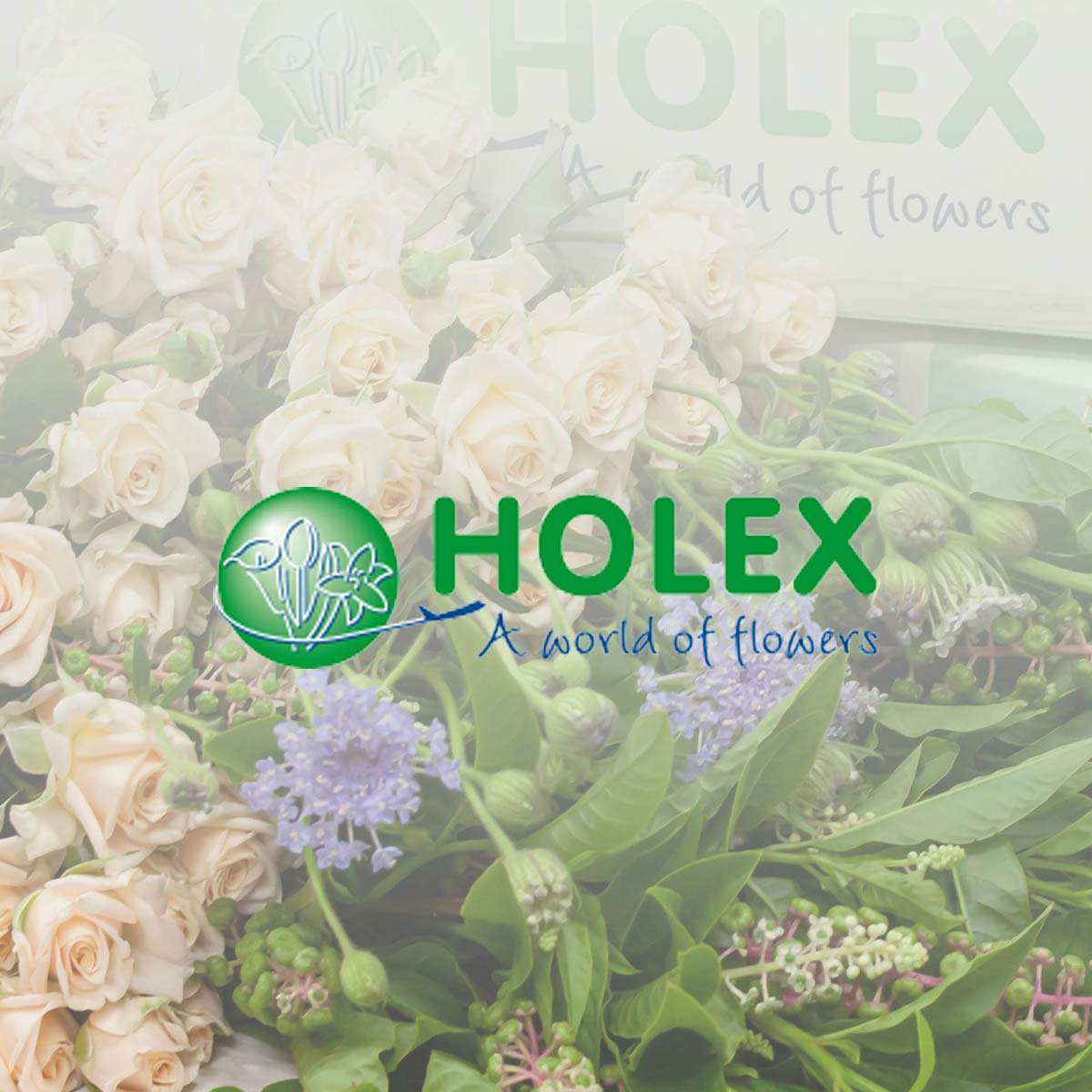 hlx-direct-the-best-floral-shopping-experience-featured