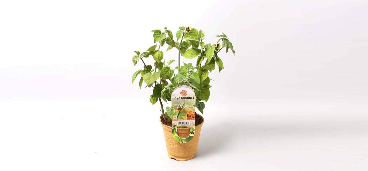 greenovation-award-bolayo-mulders-sierteelt-header