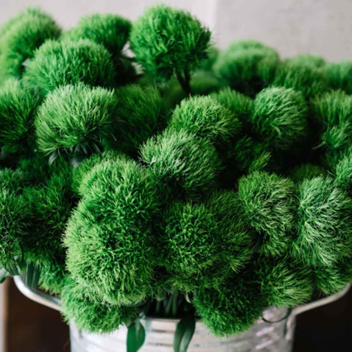 the-world-renowned-green-ball-dianthus-and-what-do-you-think-of-the-new-punky-ball-and-cocoa-ball-featured