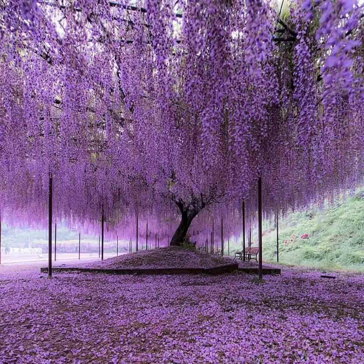 this-wisteria-flower-tunes-in-japan-is-the-most-magical-place-ever-featured