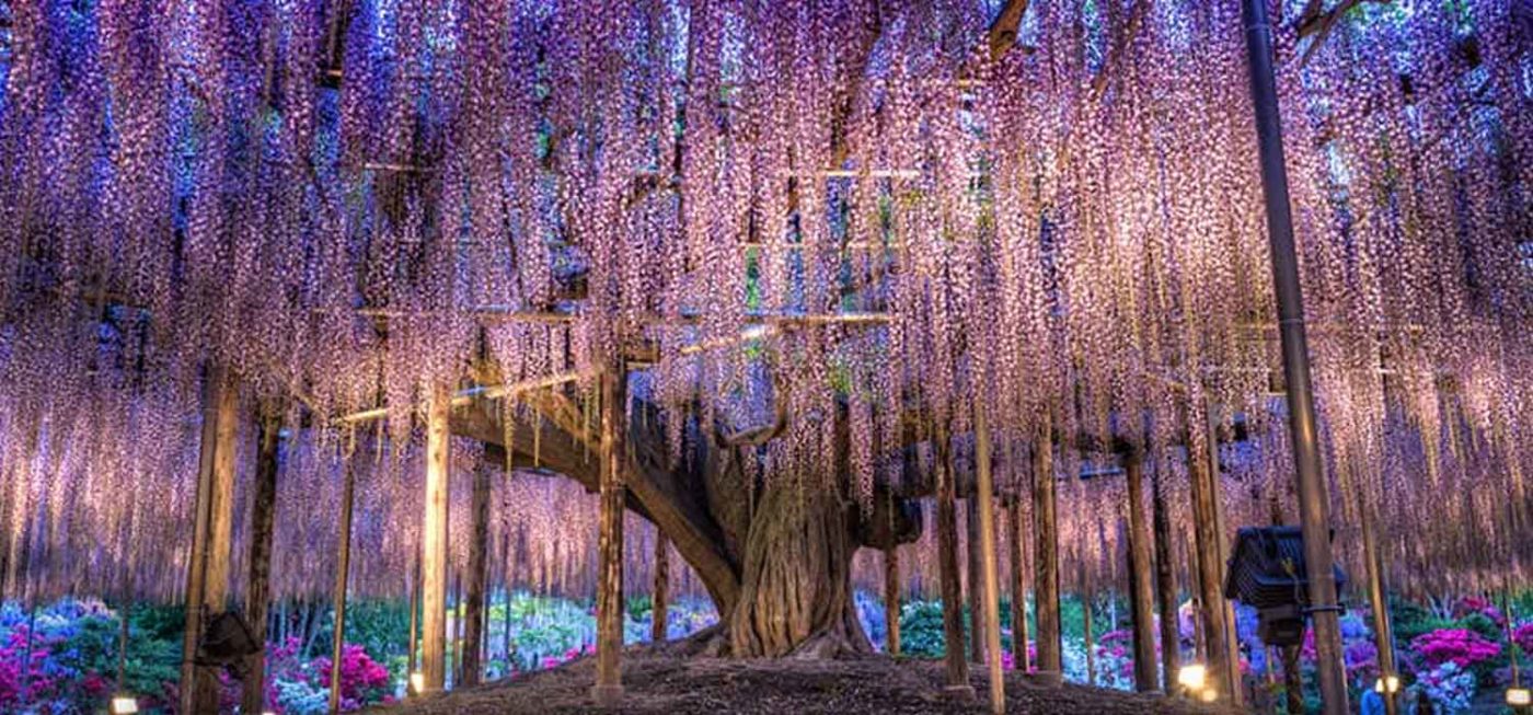 this-wisteria-flower-tunes-in-japan-is-the-most-magical-place-ever-header