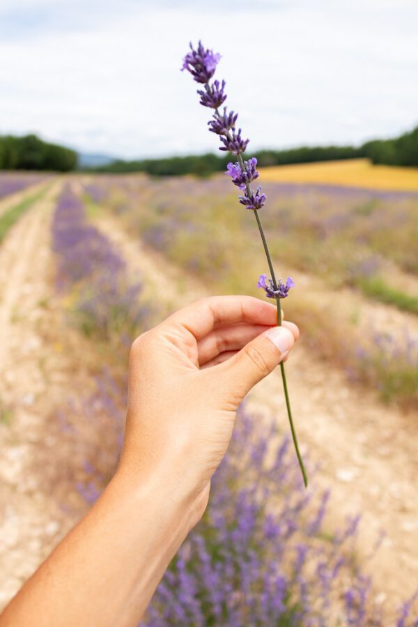 Lavender Wind Fresh or Dried Bunch of Lavender - Lavender Wind