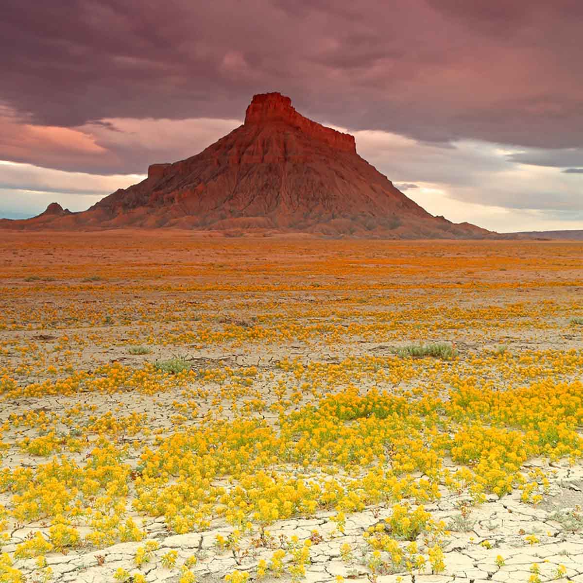 these-utah-deserts-explode-with-colourful-flowers-featured